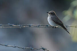 Mediterranean Flycatcher