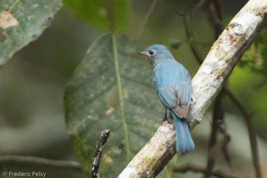 Verditer Flycatcher male, identification