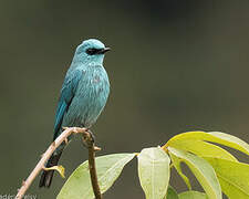 Verditer Flycatcher