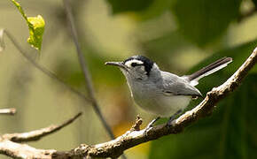 White-browed Gnatcatcher