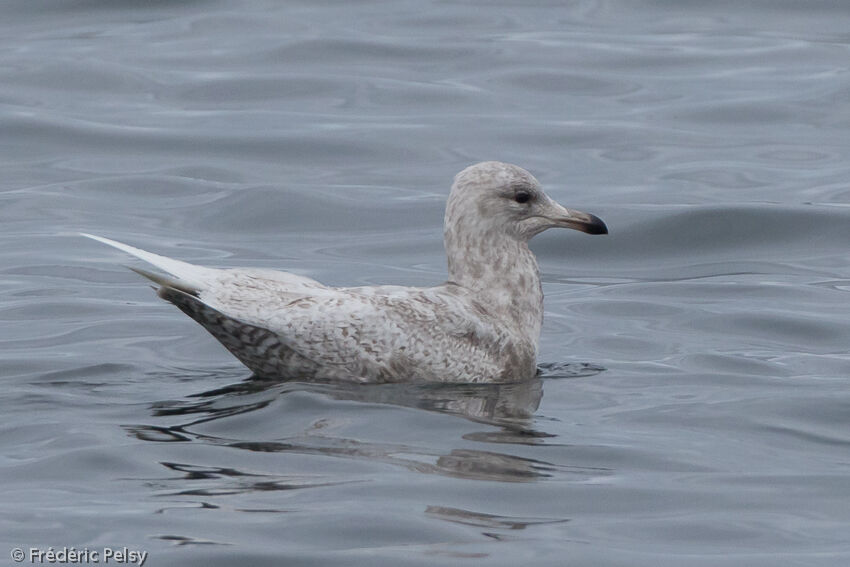 Goéland à ailes blanches