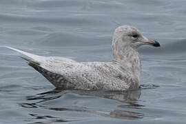 Iceland Gull