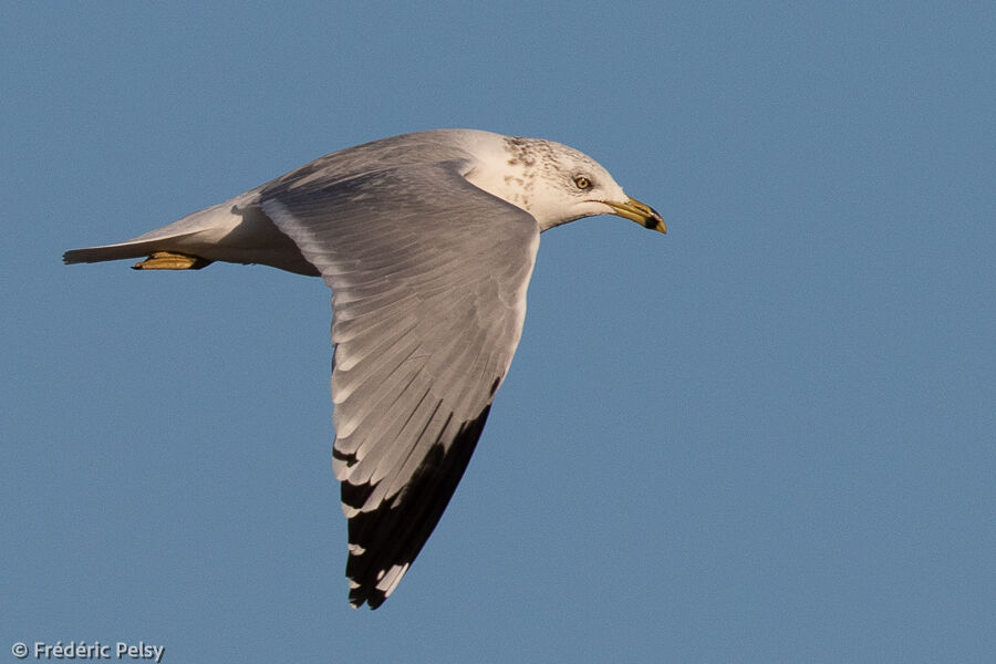 Ring-billed Gulladult post breeding, Flight