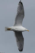 European Herring Gull