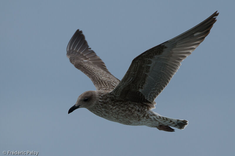 European Herring Gulljuvenile, Flight