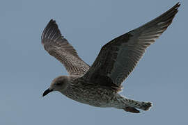 European Herring Gull