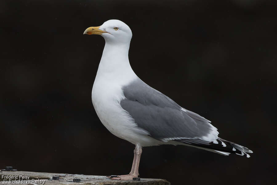 European Herring Gulladult breeding, identification