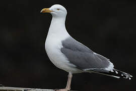 European Herring Gull