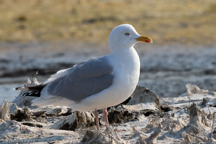 European Herring Gull