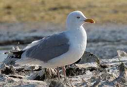 European Herring Gull