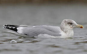 European Herring Gull