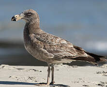 Pacific Gull