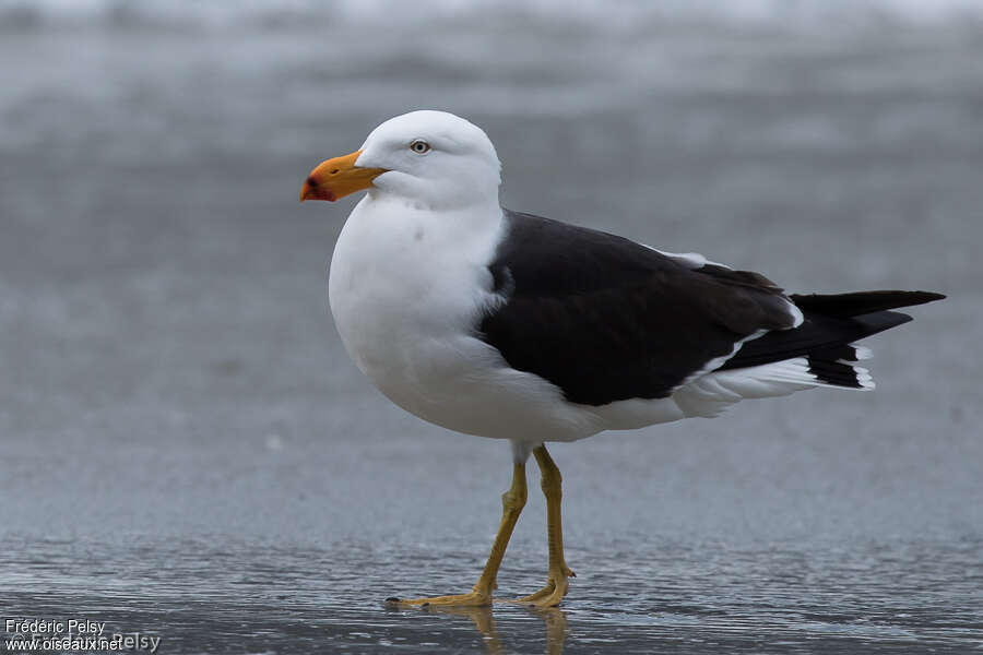 Pacific Gulladult, identification