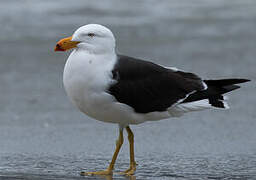 Pacific Gull