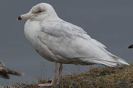 Glaucous Gull