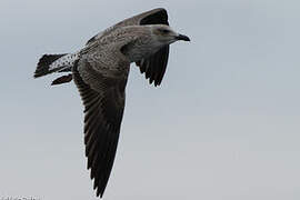 Lesser Black-backed Gull