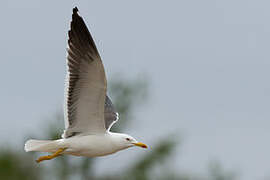 Lesser Black-backed Gull