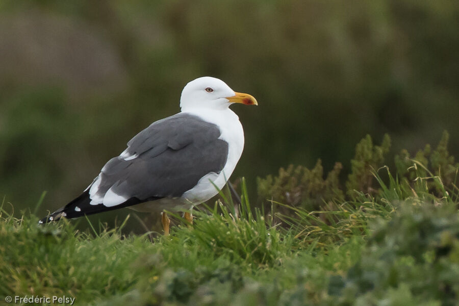 Lesser Black-backed Gulladult