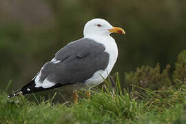 Lesser Black-backed Gull