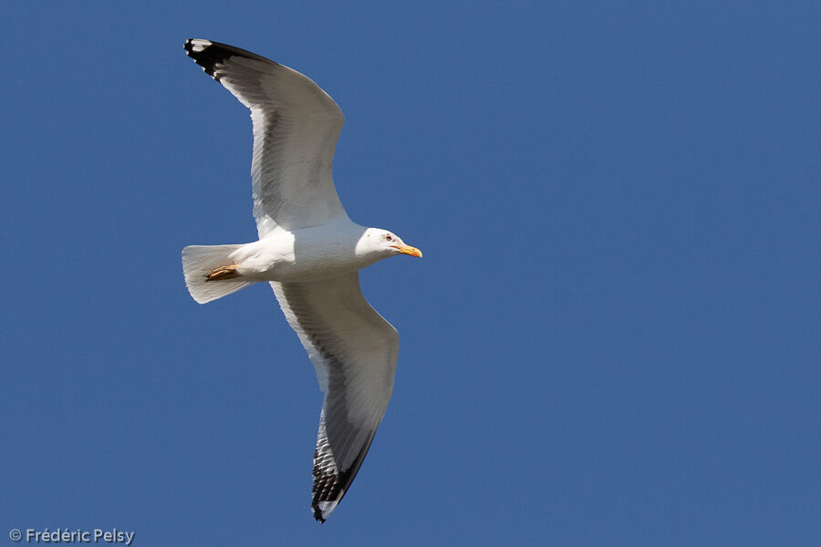 Lesser Black-backed Gull