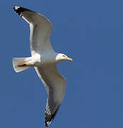 Lesser Black-backed Gull