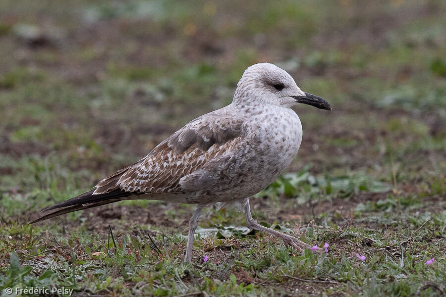 Lesser Black-backed GullSecond year