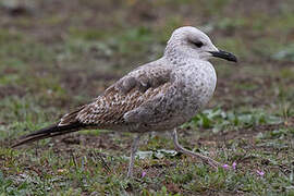 Lesser Black-backed Gull