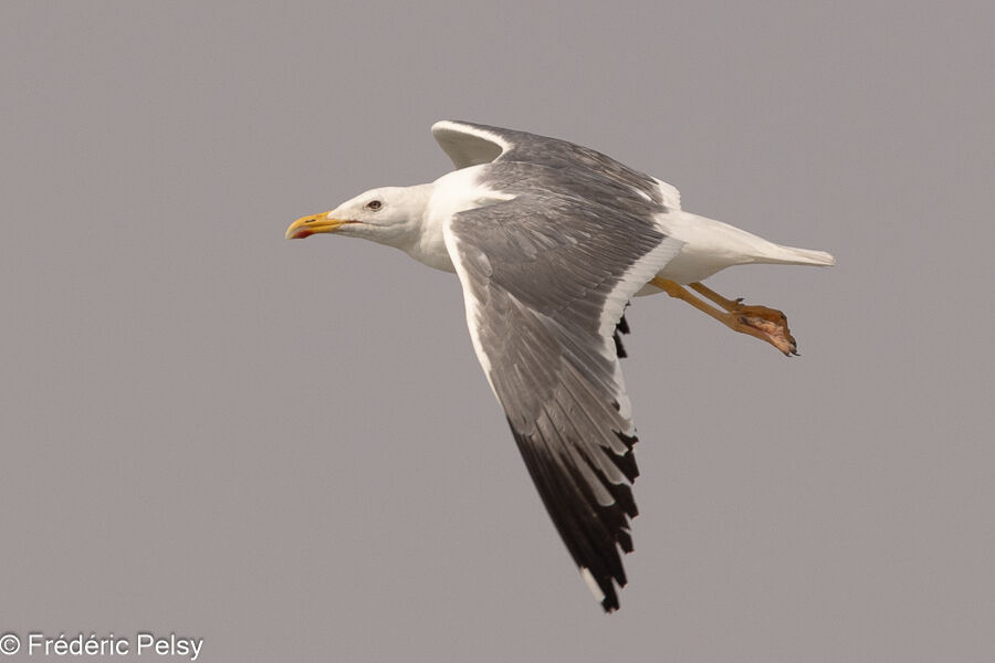 Lesser Black-backed Gulladult, Flight