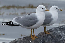 Common Gull