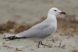 Audouin's Gull