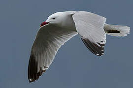 Audouin's Gull