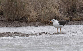 Olrog's Gull