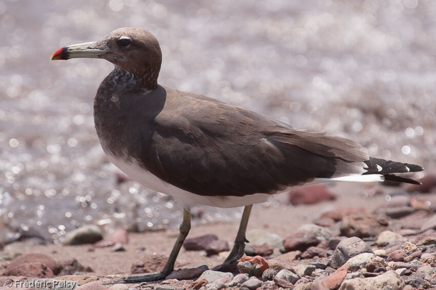 Sooty Gull