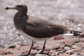 Sooty Gull