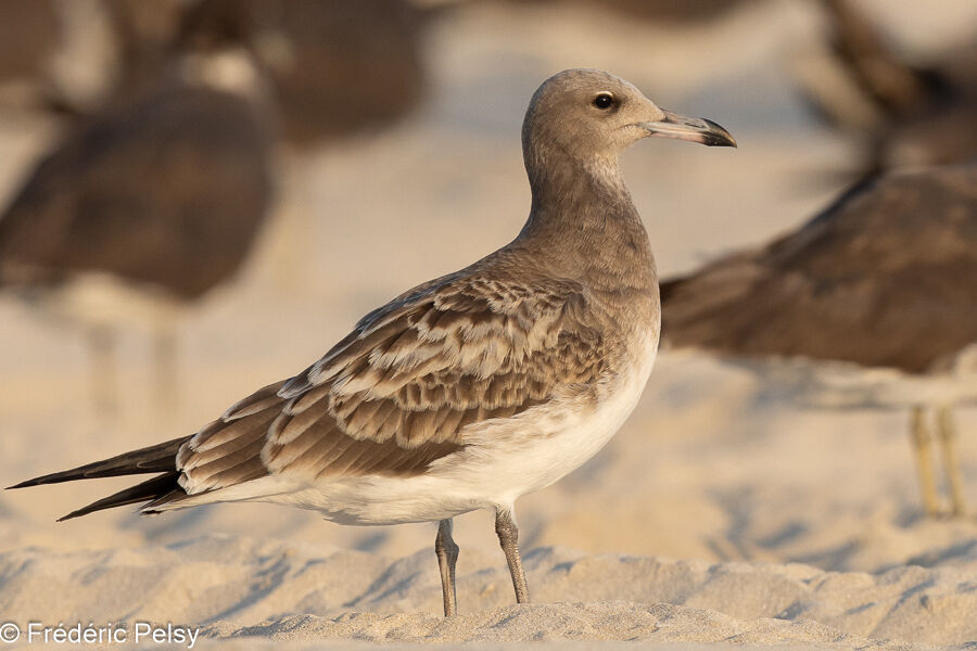 Sooty Gulljuvenile