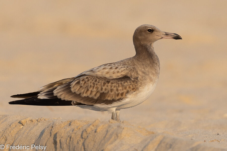 Sooty Gulljuvenile
