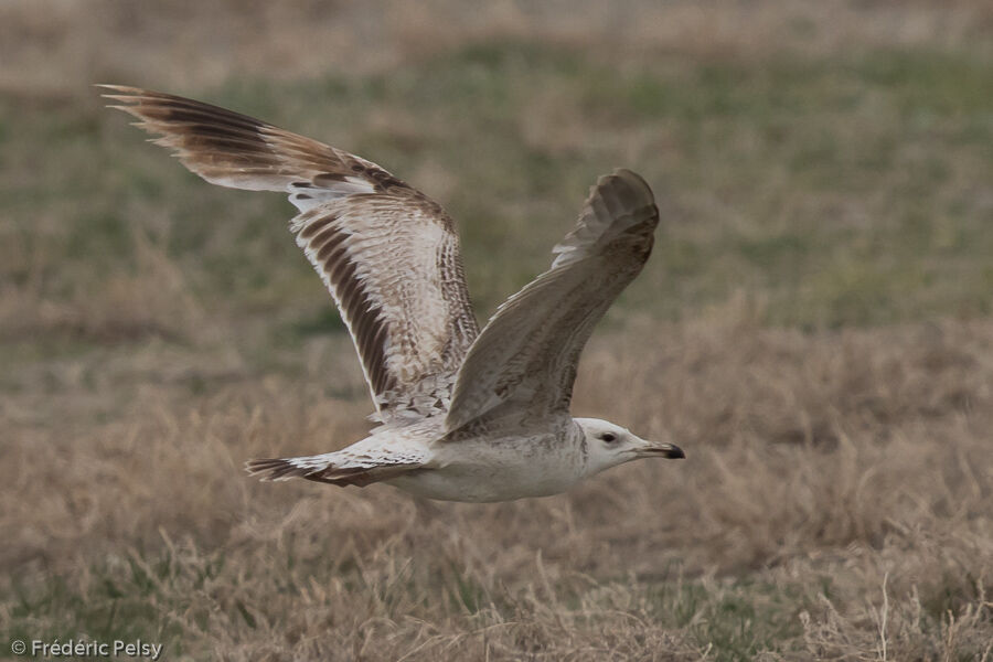 Mongolian Gullimmature, Flight