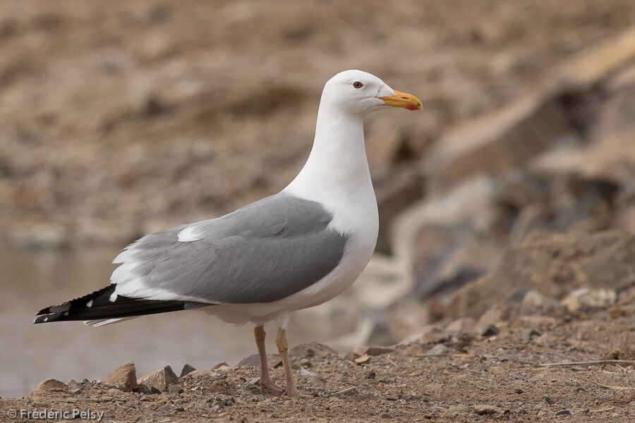 Mongolian Gulladult breeding, identification