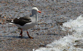 Dolphin Gull