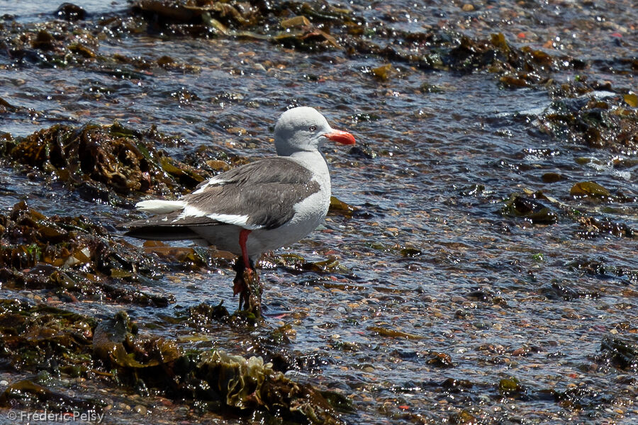 Dolphin Gull