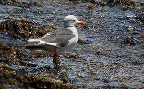 Dolphin Gull