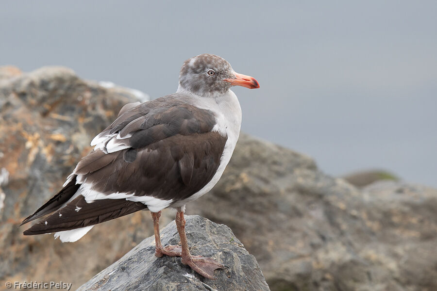 Goéland de Scoresbyimmature