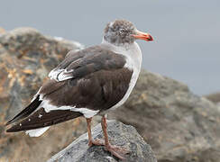 Dolphin Gull