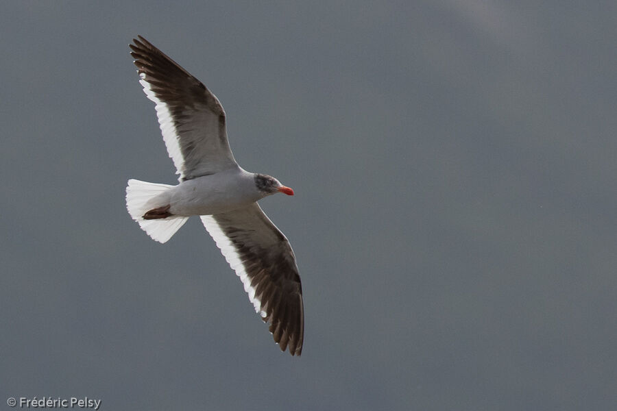 Goéland de Scoresbyimmature, Vol