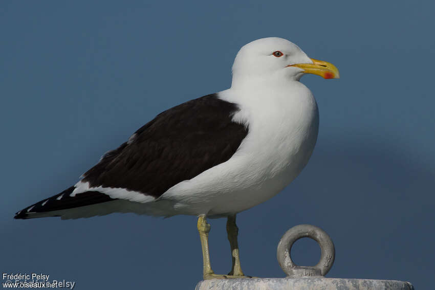 Goéland dominicainadulte, portrait