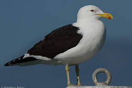 Kelp Gull