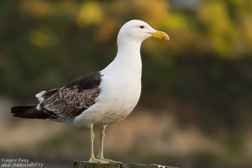 Goéland dominicainimmature, pigmentation