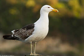 Kelp Gull