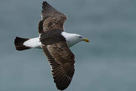 Kelp Gull