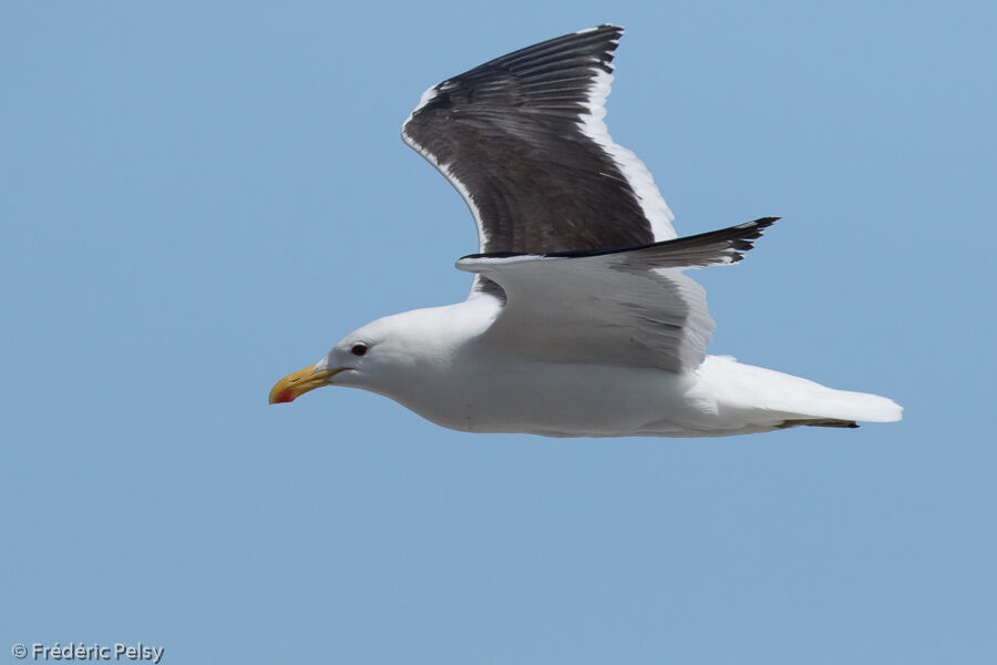 Kelp Gulladult, Flight